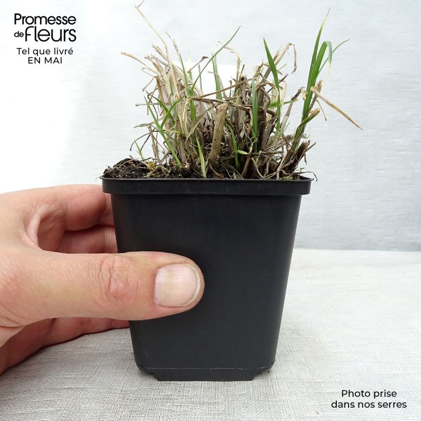 Amostra de Pennisetum villosum Vaso de 8/9 cm tal como entregue na primavera