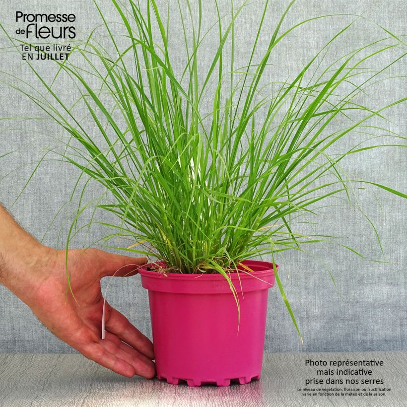 Amostra de Pennisetum villosum Vaso de 2 L/3 L tal como entregue no verão