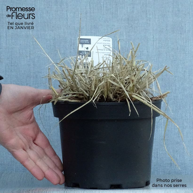 Amostra de Pennisetum villosum - Herbe aux écouvillons Vaso de 2 L/3 L tal como entregue no inverno