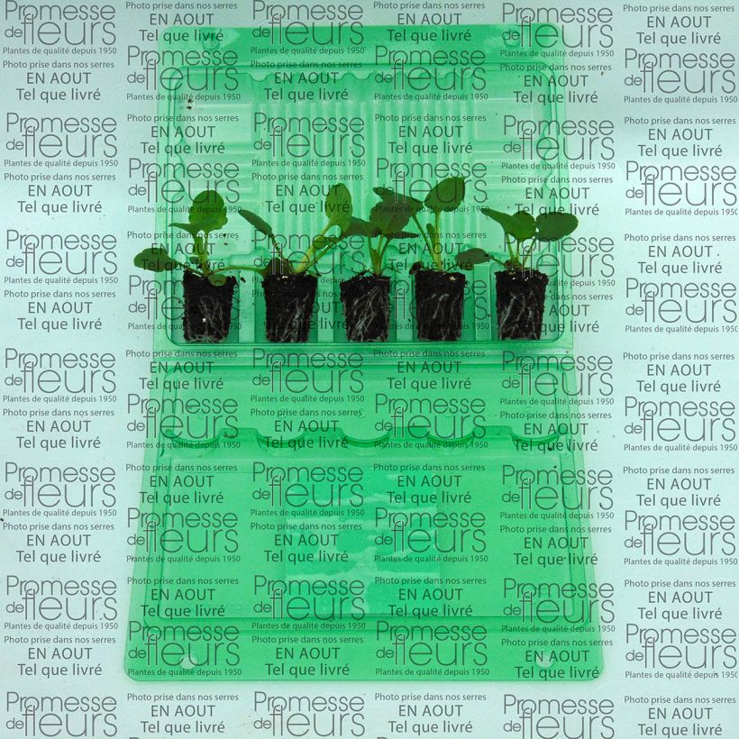 Exemplo de amostra de Pensée Inspire Orange à macule Mini-motte - Viola (x) witrockiana Mini-motte Ø 3/4 cm tal como entregue