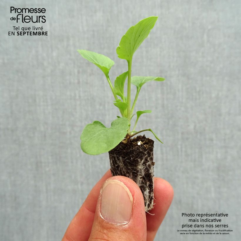 Amostra de Pensée EVO PINK SHADE Mini-motte Ø 1,5/2,5 cm tal como entregue no outono