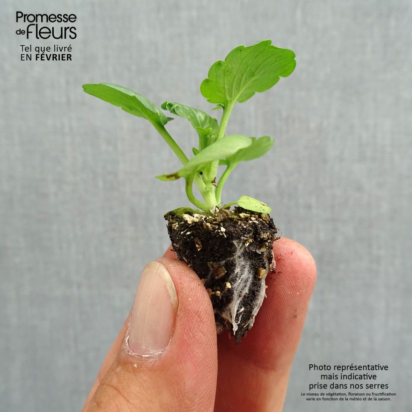 Amostra de Pensée Carrera Autumn Berries Mini-motte Minimotte : motte 2,2 cm x 2 cm en plaque de culture par 35 tal como entregue no outono