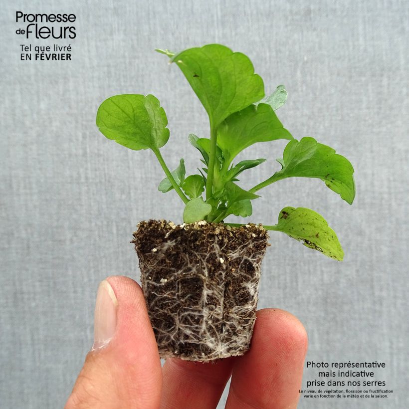 Amostra de Pensée Carrera Autumn Berries Mini-motte Jardimotte : motte 3,8 cm x 3,2 cm en plaque de culture par 16 tal como entregue no outono