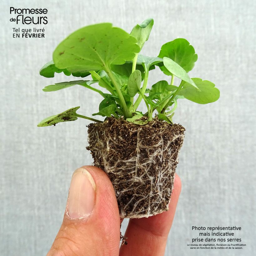 Amostra de Pensée Carrera Blue With Blotch Mini-motte Jardimotte : motte 3,8 cm x 3,2 cm en plaque de culture par 16 tal como entregue no outono