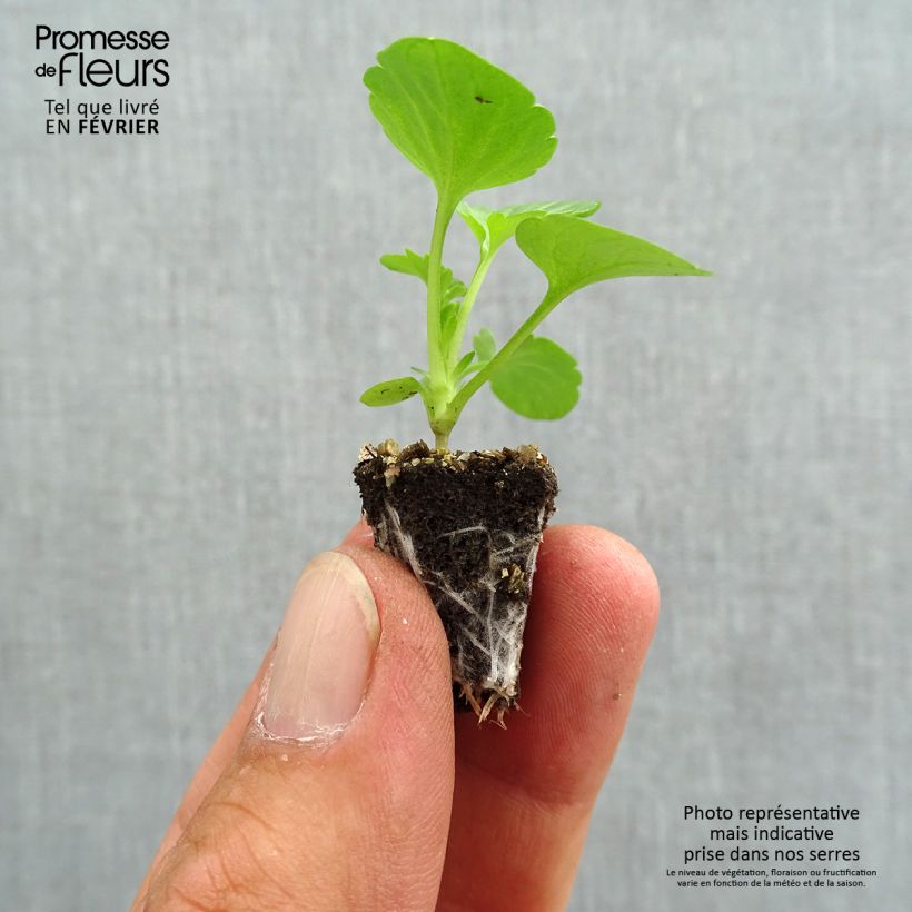 Amostra de Pensée Carrera Pink Shades Mini-motte Minimotte : motte 2,2 cm x 2 cm en plaque de culture par 35 tal como entregue no outono