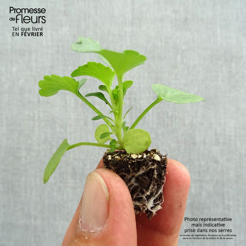 Amostra de Pensée Carrera Rose Blotch Mini-motte Minimotte : motte 2,2 cm x 2 cm en plaque de culture par 35 tal como entregue no outono