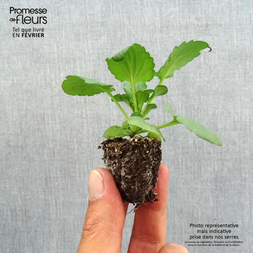 Amostra de Pensée Carrera Rose Blotch Mini-motte Jardimotte : motte 3,8 cm x 3,2 cm en plaque de culture par 16 tal como entregue no outono