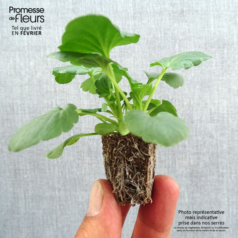 Amostra de Pensée Carrera White  Jardimotte : motte 3,8 cm x 3,2 cm en plaque de culture par 16 tal como entregue no outono