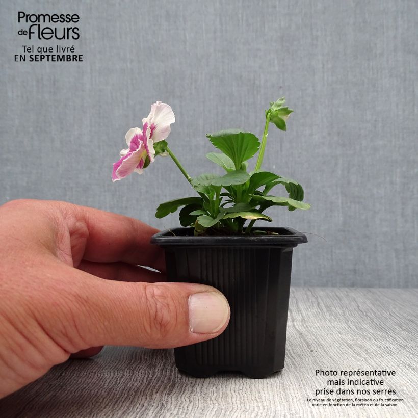 Amostra de Pensée Carrera White Rose Blotch Mini-motte Godet de 7/8 cm tal como entregue no outono