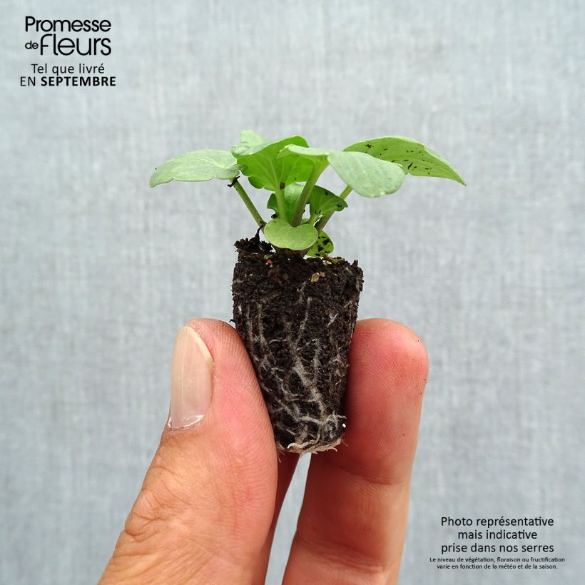 Amostra de Pensée Cats F1 en mélange Mini-motte Mini-motte Ø 1,5/2,5 cm tal como entregue no outono