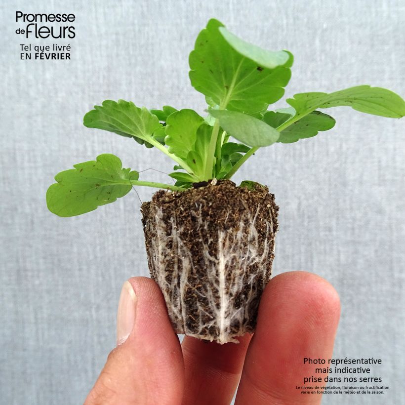 Amostra de Pensée Félix en mélange Mini-motte Jardimotte : motte 3,8 cm x 3,2 cm en plaque de culture par 16 tal como entregue no outono