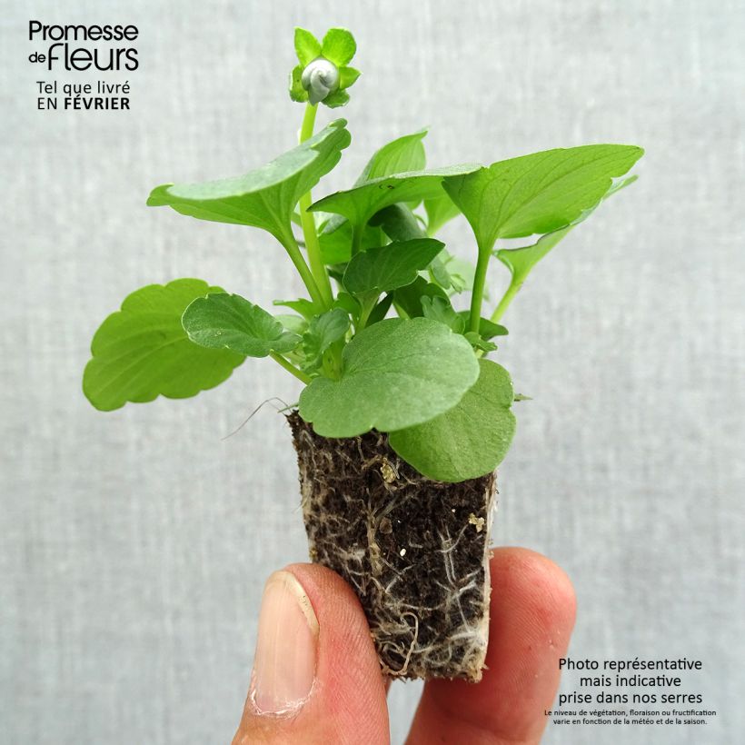 Amostra de Pensée Inspire Silver Blue miini-motte - Mottes de 3,8 x 3,2 cm en plaque de culture par 16 - Viola (x) witrockiana / Viola Carrera Azure Jardimotte: torrão de 3,8 cm x 3,2 cm em tabuleiro de cultivo de 16 unidades tal como entregue no outono