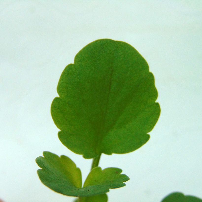 Amor-perfeito Matrix F1 Cassis - Viola hybrida (Folhagem)