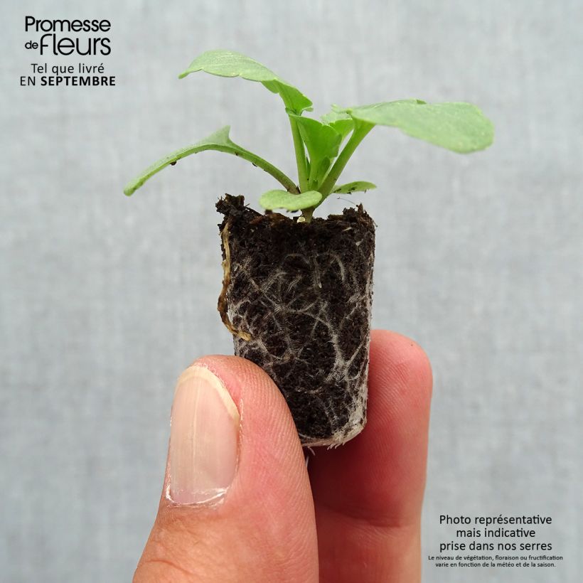 Amostra de Pensée Matrix Cassis F1  Mini-motte Ø 1,5/2,5 cm tal como entregue no outono