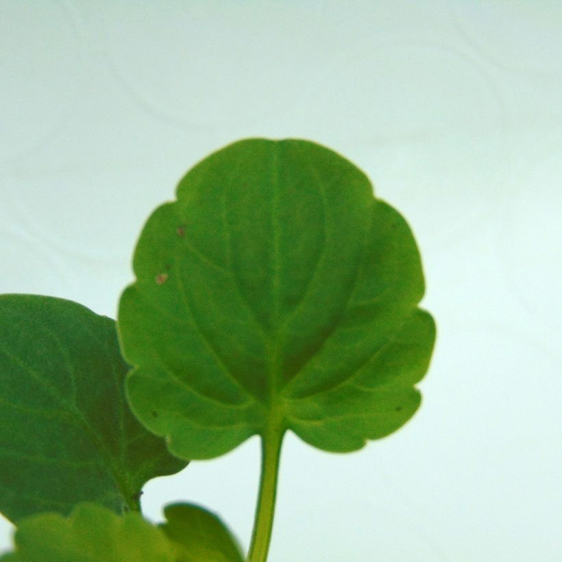 Amor-perfeito Matrix F1 Deep Blue Blotch - Viola x wittrockiana (Folhagem)