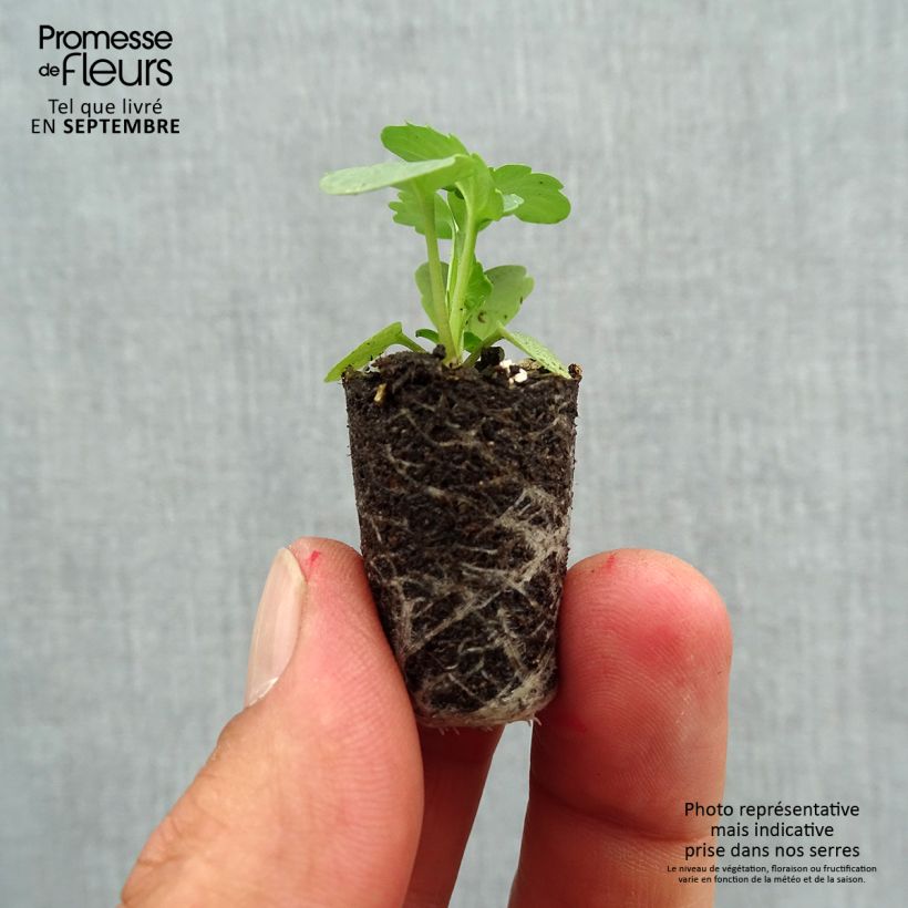 Amostra de Pensée Matrix Golden Yellow Blotch  Mini-motte Ø 1,5/2,5 cm tal como entregue no outono