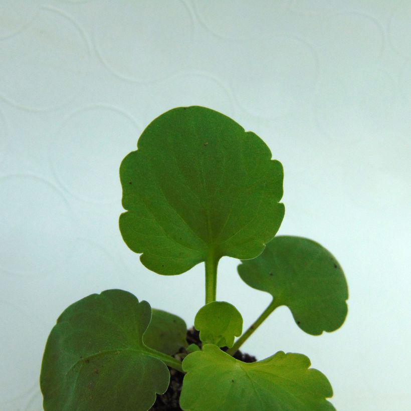 Amor-perfeito Matrix F1 Lavender Shades - Viola hybrida (Folhagem)