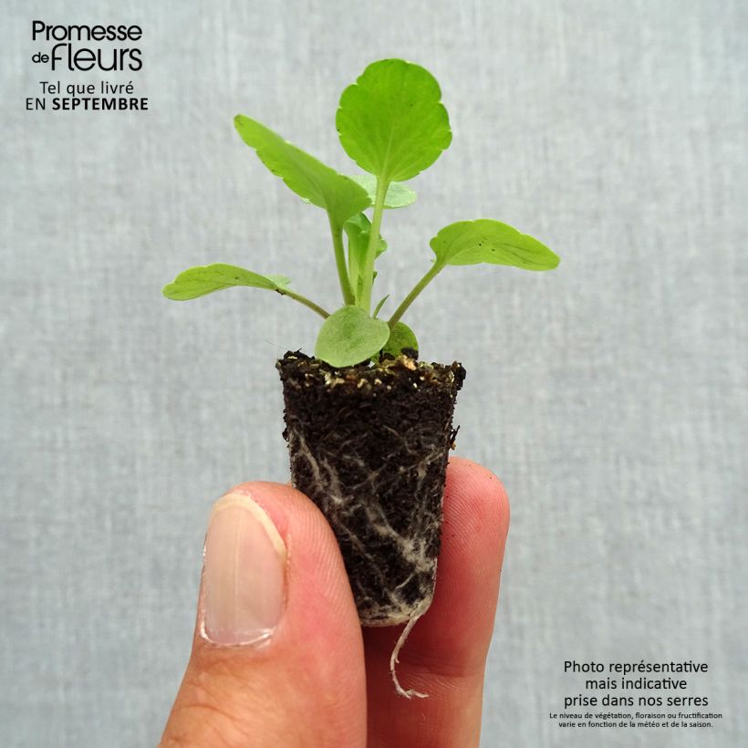 Amostra de Pensée Matrix Lavender Shades Mini-motte Ø 1,5/2,5 cm tal como entregue no outono