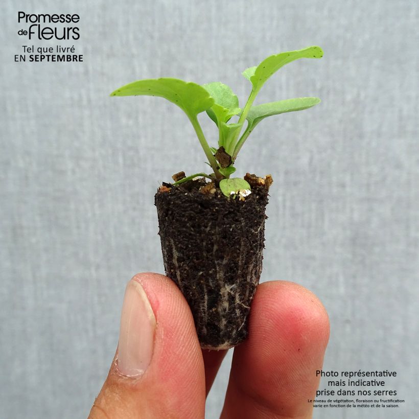 Amostra de Pensée Matrix Lemon Clear Mini-motte Ø 1,5/2,5 cm tal como entregue no outono