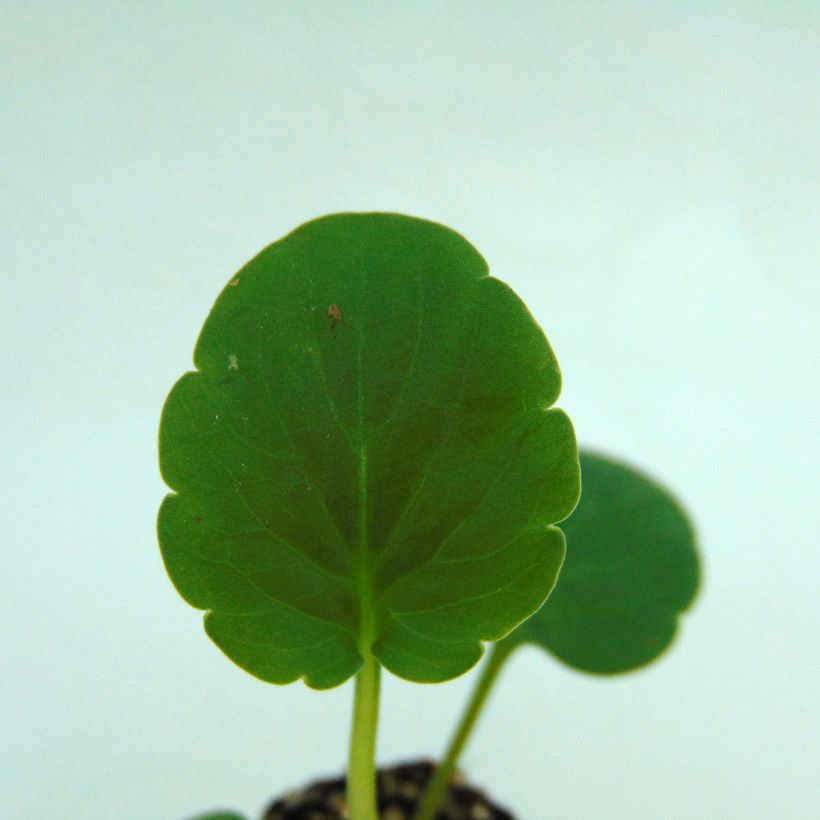 Amor-perfeito Matrix F1 Orange Deep - Viola hybrida (Folhagem)