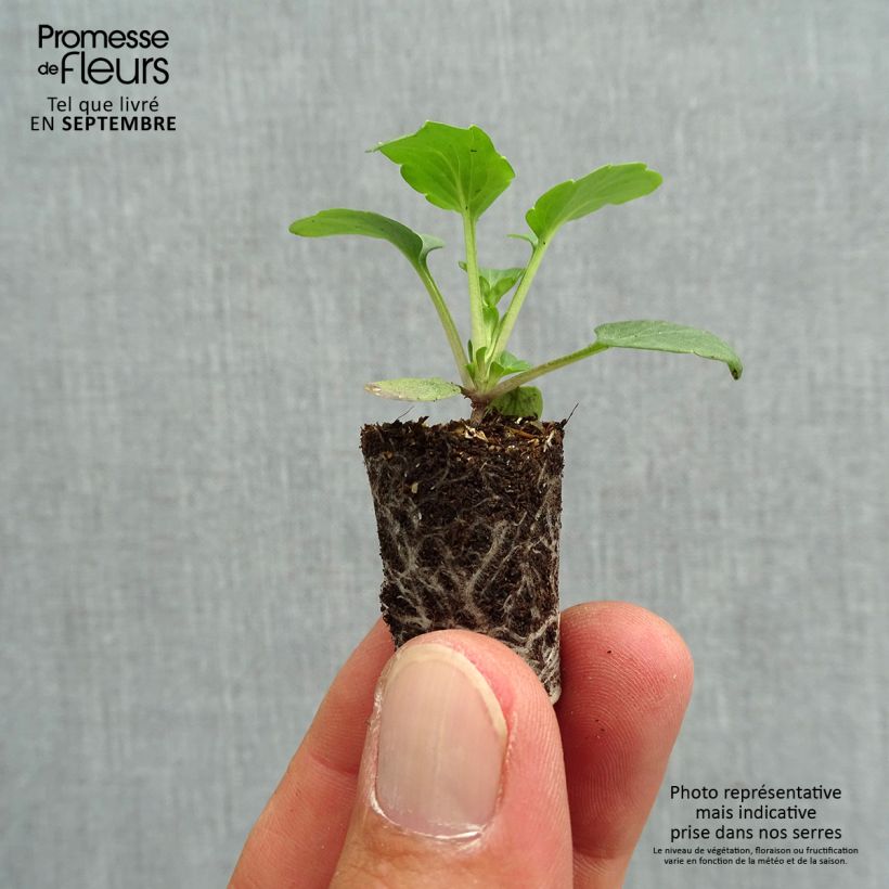 Amostra de Pensée Matrix Orange Deep F1  Mini-motte Ø 1,5/2,5 cm tal como entregue no outono