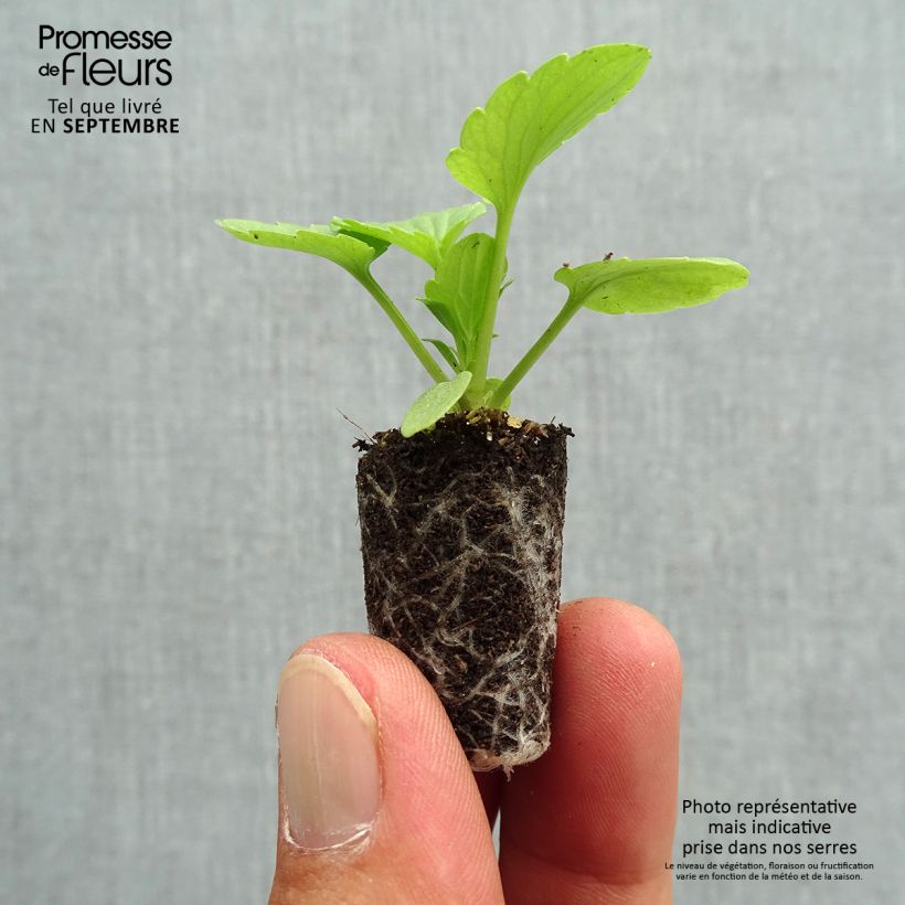 Amostra de Pensée Matrix Rose  Mini-motte Ø 1,5/2,5 cm tal como entregue no outono