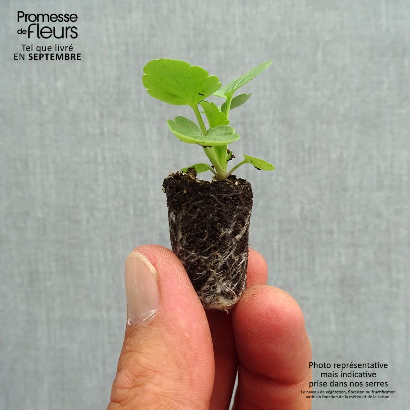 Amostra de Pensée Matrix Solar Flare Mini-motte Mini-motte Ø 1,5/2,5 cm tal como entregue no outono