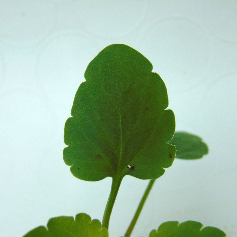 Amor-perfeito Matrix F1 Branco - Viola hybrida (Folhagem)