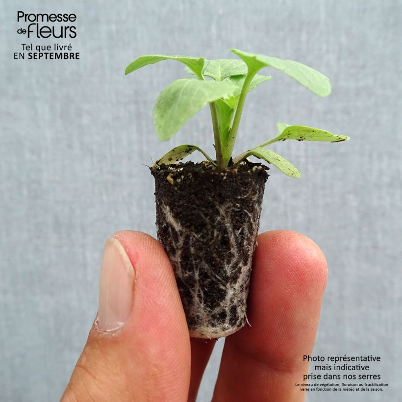 Amostra de Pensée Matrix White  Mini-motte Ø 1,5/2,5 cm tal como entregue no outono