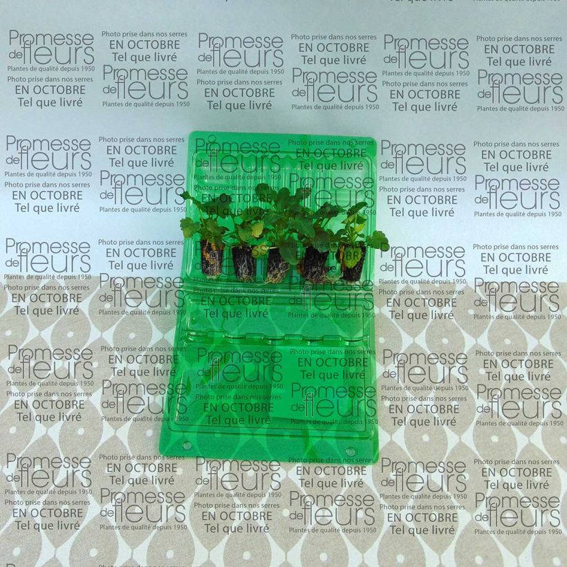 Exemplo de amostra de Pensée à Fleurs Moyennes Mariposa Peach Shades Mini-motte Mini-motte Ø 1,5/2,5 cm tal como entregue