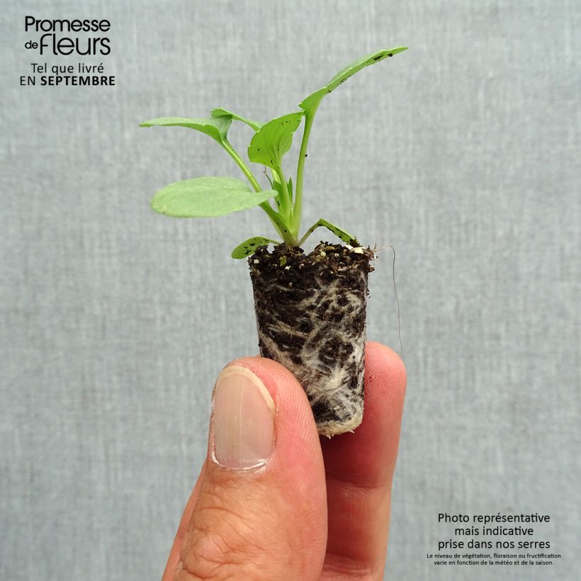 Amostra de Pensée à Fleurs Moyennes Matrix Sangria F1 Mini-motte - Viola hybrida Mini-motte Ø 1,5/2,5 cm tal como entregue no outono