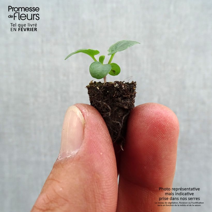 Amostra de Pensée à Fleurs Moyennes Prim up Red Yellow Mini-motte Ø 1,5/2,5 cm tal como entregue no outono