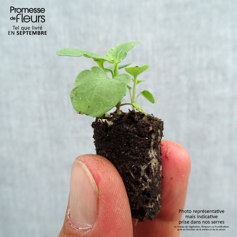 Amostra de Pensée à Fleurs Moyennes Ultima Morpho Mini-torrão Ø 1,5/2,5 cm tal como entregue no outono