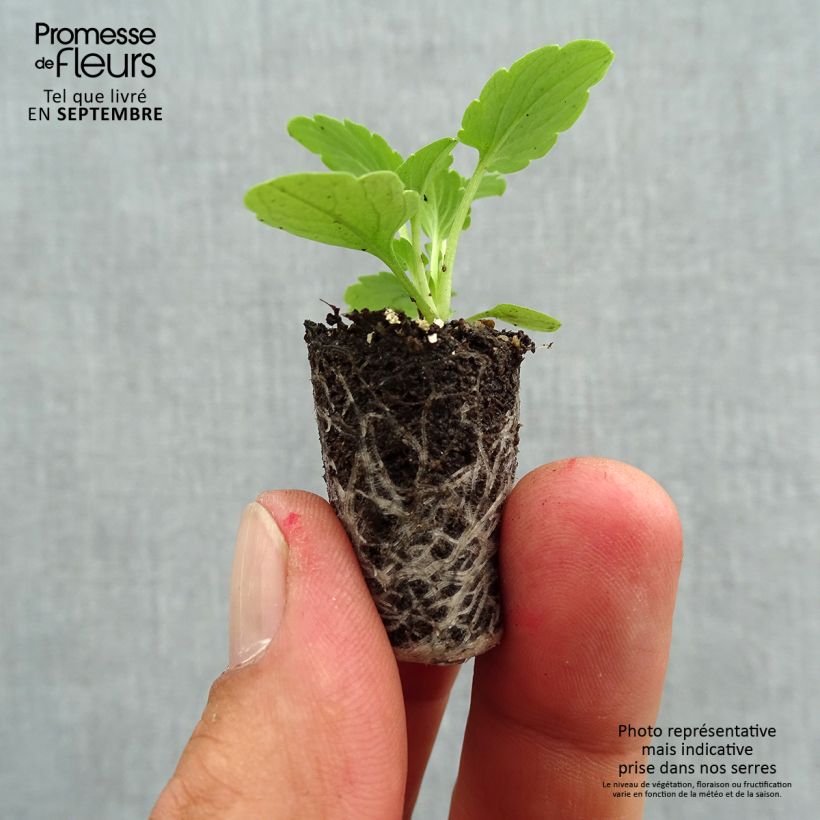 Amostra de Pensée à Fleurs Moyennes Ultima Radiance Pink F1 Mini-motte Mini-motte Ø 1,5/2,5 cm tal como entregue no outono