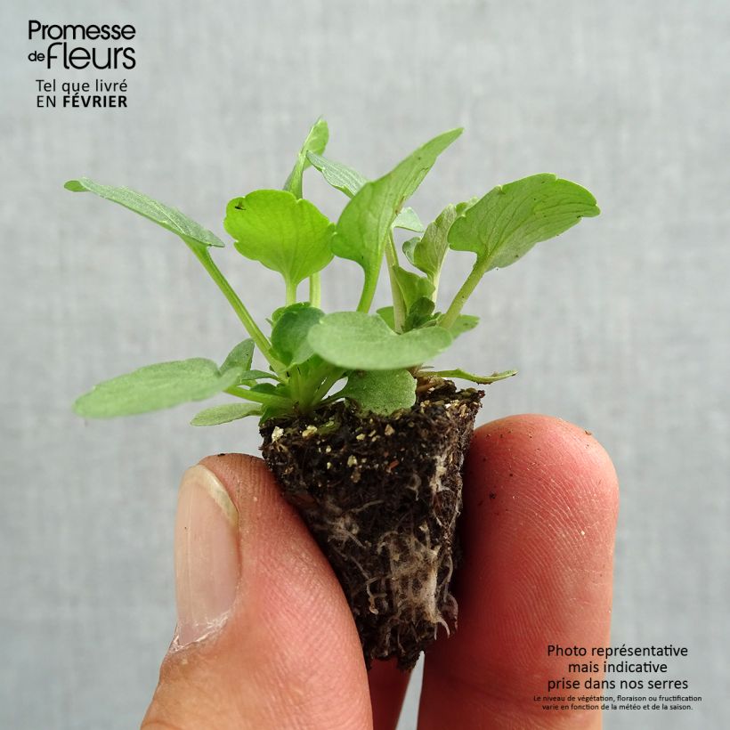 Amostra de Pensée à Fleurs Moyennes Ultima Radiance Red Mini-motte Minimotte : motte 2,2 cm x 2 cm en plaque de culture par 35 tal como entregue no outono