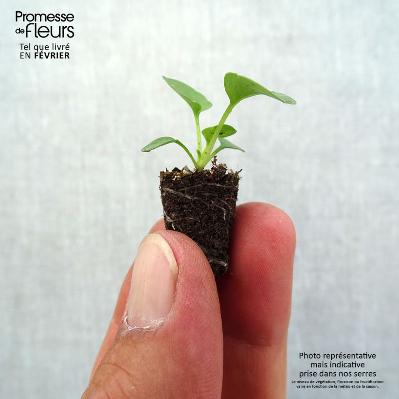 Amostra de Pensée à Fleurs moyennes Prim Up Yellow Red Blotch - Viola wittrockiana Mini-motte Ø 1,5/2,5 cm tal como entregue no outono