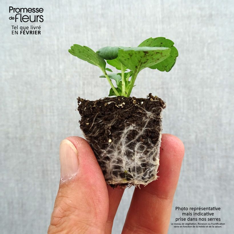 Amostra de Pensée à Grandes Fleurs Prim Up Yellow Red Blotch Mini-motte - Mottes de 3,8 x 3,2 cm en plaque de culture par 16 Jardimotte : motte 3,8 cm x 3,2 cm en plaque de culture par 16 tal como entregue no outono