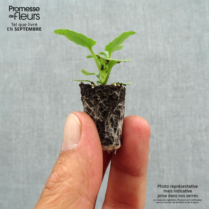 Amostra de Pensée à fleurs moyennes Ultima Radiance en mélange Mini-motte Mini-motte Ø 1,5/2,5 cm tal como entregue no outono