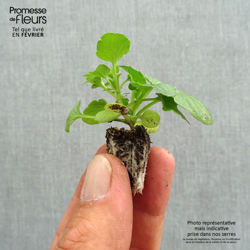 Amostra de Pensée à fleurs ondulées Farandole en mélange Mini-motte  Minimotte : motte 2,2 cm x 2 cm en plaque de culture par 35 tal como entregue no outono