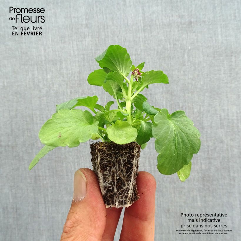 Amostra de Pensée à fleurs ondulées Farandole en mélange Mini-motte  Jardimotte : motte 3,8 cm x 3,2 cm en plaque de culture par 16 tal como entregue no outono