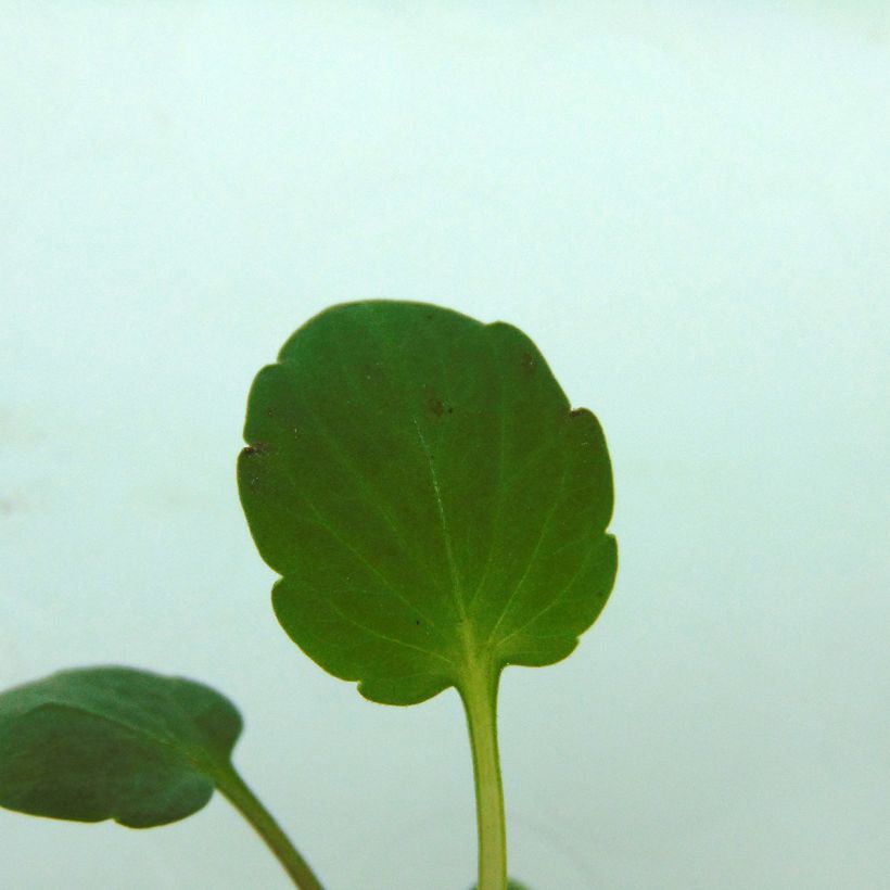 Amor-perfeito Frizzle Sizzle F1 Mix - Viola x wittrockiana (Folhagem)