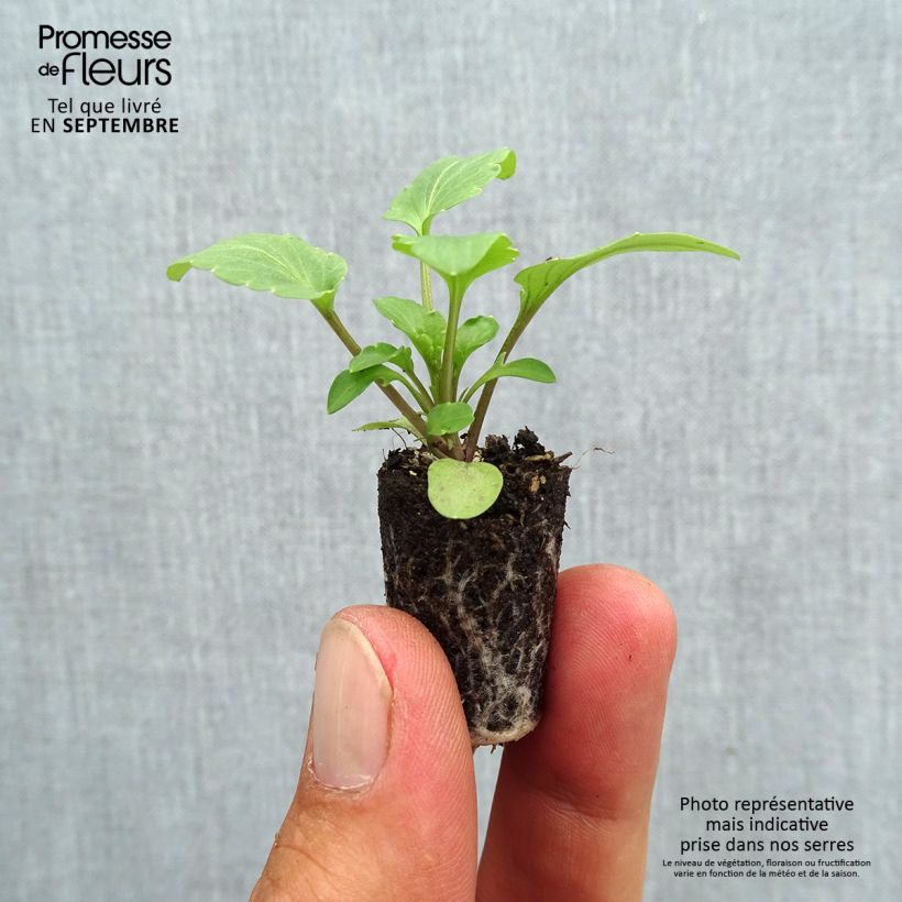 Amostra de Pensée à fleurs ondulées Frizzle Sizzle F1 en mélange  Mini-torrão Ø 1,5/2,5 cm tal como entregue no outono