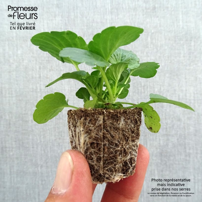 Amostra de Pensée à grandes fleurs Carrera Lemon Jardimotte : motte 3,8 cm x 3,2 cm en plaque de culture par 16 tal como entregue no outono