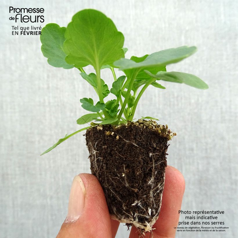 Amostra de Pensée à grandes fleurs Suprême en mélange Mini-motte Jardimotte : motte 3,8 cm x 3,2 cm en plaque de culture par 16 tal como entregue no outono