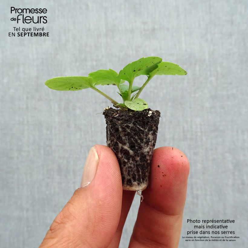 Amostra de Pensée à très grandes fleurs EVO BIG en mélange Mini-motte - Viola wittrockiana Mini-motte Ø 1,5/2,5 cm tal como entregue no outono