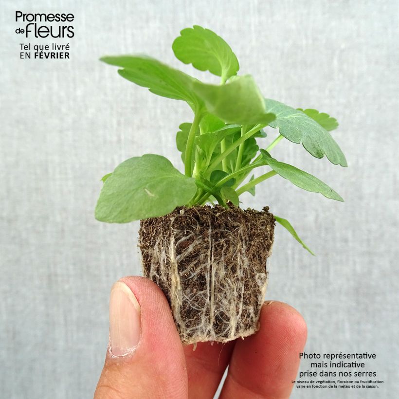 Amostra de Pensée à très grandes fleurs Big up en mélange Mini-motte Jardimotte : motte 3,8 cm x 3,2 cm en plaque de culture par 16 tal como entregue no outono