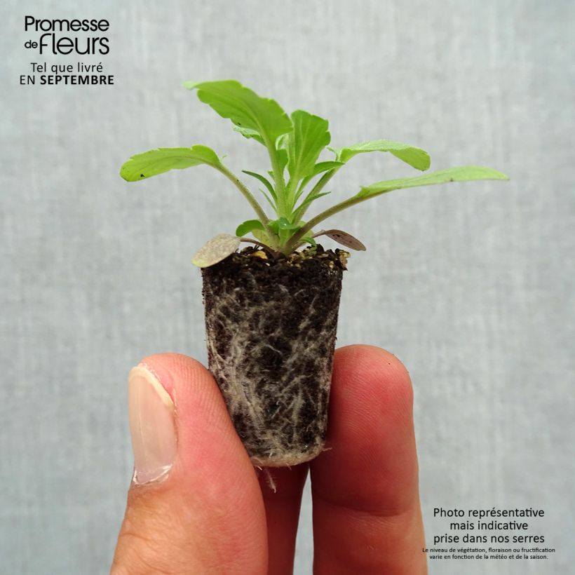 Amostra de Pensée retombante Cool Wave® Blue Skies Mini-motte - Viola wittrockiana  Mini-motte Ø 1,5/2,5 cm tal como entregue no outono