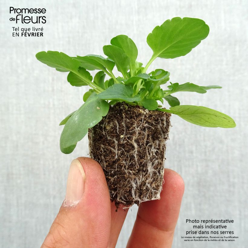 Amostra de Pensée retombante Cool Wave Yellow mini-mottes Jardimotte : motte 3,8 cm x 3,2 cm en plaque de culture par 16 tal como entregue no outono