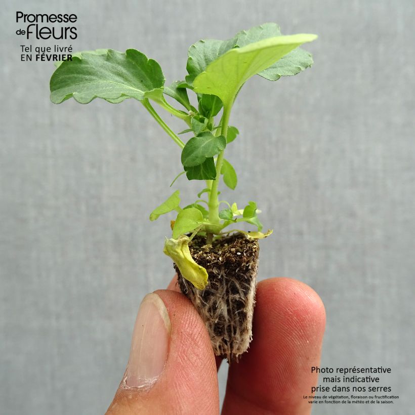 Amostra de Pensée retombante Cool Wave Morpho Mini-motte Minimotte : motte 2,2 cm x 2 cm en plaque de culture par 35 tal como entregue no outono