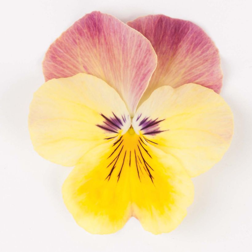 Amor-perfeito STRAWBERRY SWIRL - Viola x wittrockiana (Floração)